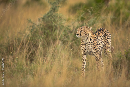Cheetah in the mid of tall grasses od savannah, Masai Mara, Kenya