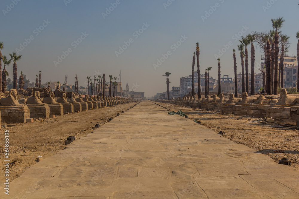 Fototapeta premium Avenue of Sphinxes in Luxor, Egypt