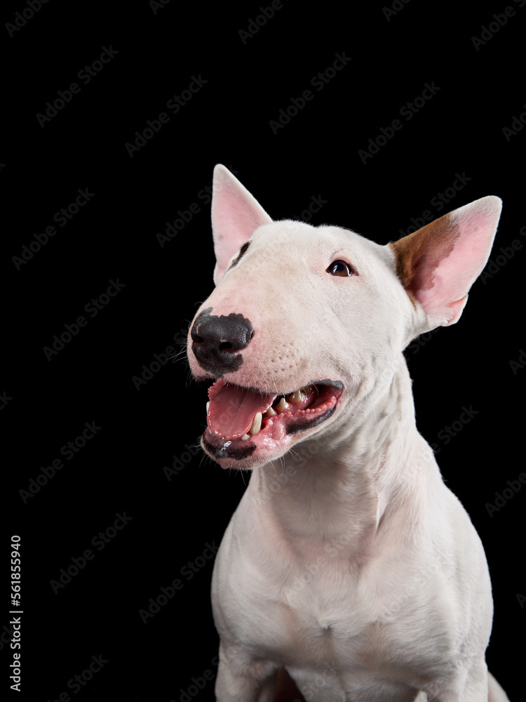 happy white bull terrier on a black background. Funny cute dog studio, for design.