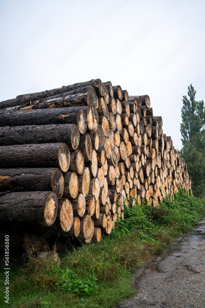 wood log firewood tree cut pile stack timber, oak, nature logs woodpile lumber trunk, brown texture forest trees pattern wooden industry stacked circle abstract natural forestry processing