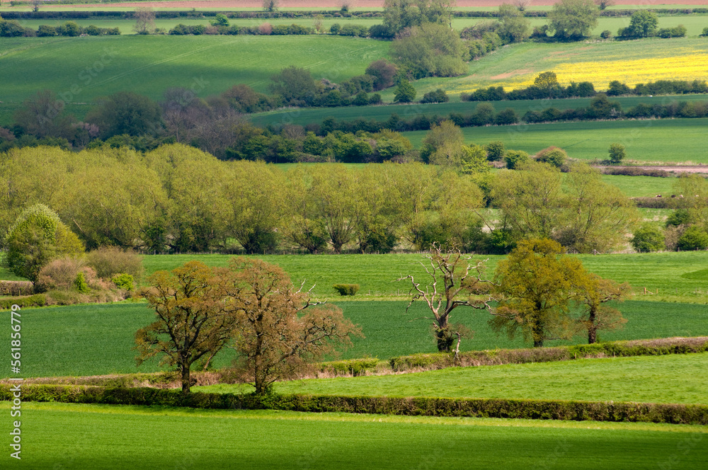 Fields in the cotswolds, Looking across the Cherwell valley in Spring.
