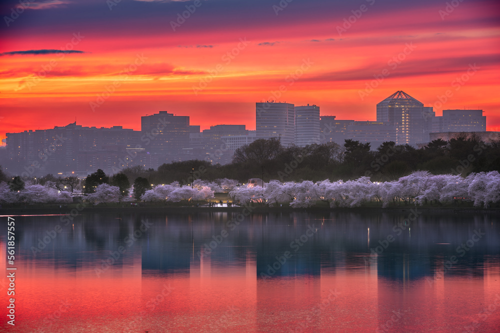 Fototapeta premium Washington, DC at the Tidal Basin with the Arlington Skyline