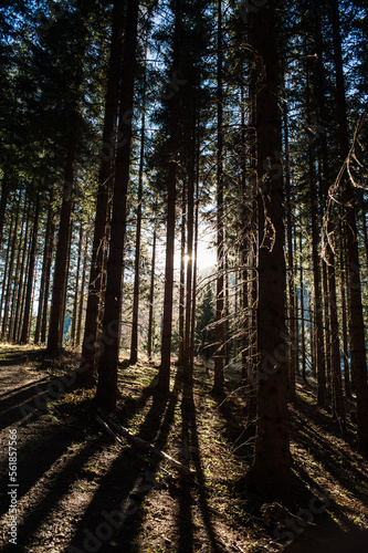 the sun shining in between the trees of a dense forrest in carinthia austria.