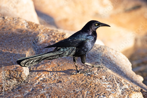 Oiseau à plumes et oeil noirs avec des reflets bleu nuit. Corbeau à bec noir sur les rochers d'un bord de ruisseau. photo