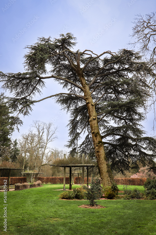 parc naturel grand arbre incliné 