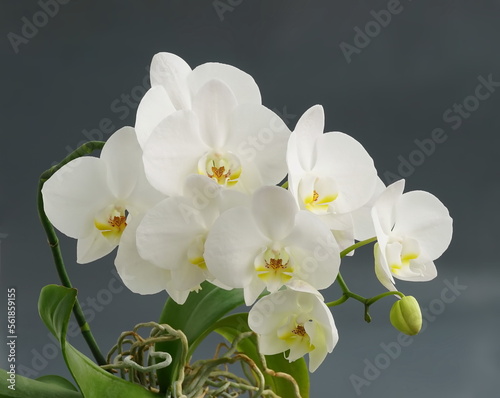 White orchid flowers in a gray background. View from the side  home tropical flower. Houseplant Phalaenopsis close up.
