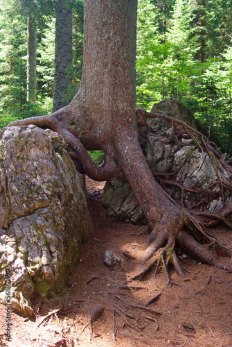 albero centenario con radici scoperte