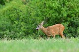 Deer fawn comes out of the forest to graze in the meadow in the early evening