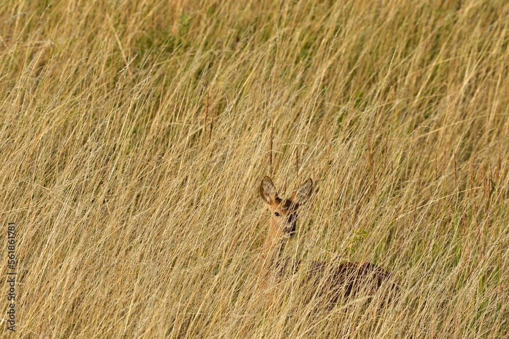 Roe fawn walks hidden in tall grass in a meadow Roe fawn walks hidden in tall grass in a meadow