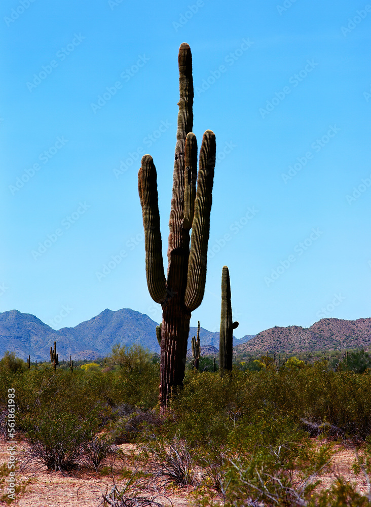 Saguaro Cactus Sonora desert Arizona