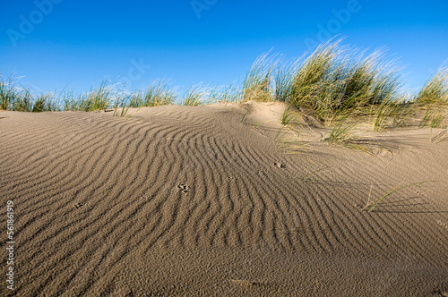 patterns made by grass and wind on a sand dune
