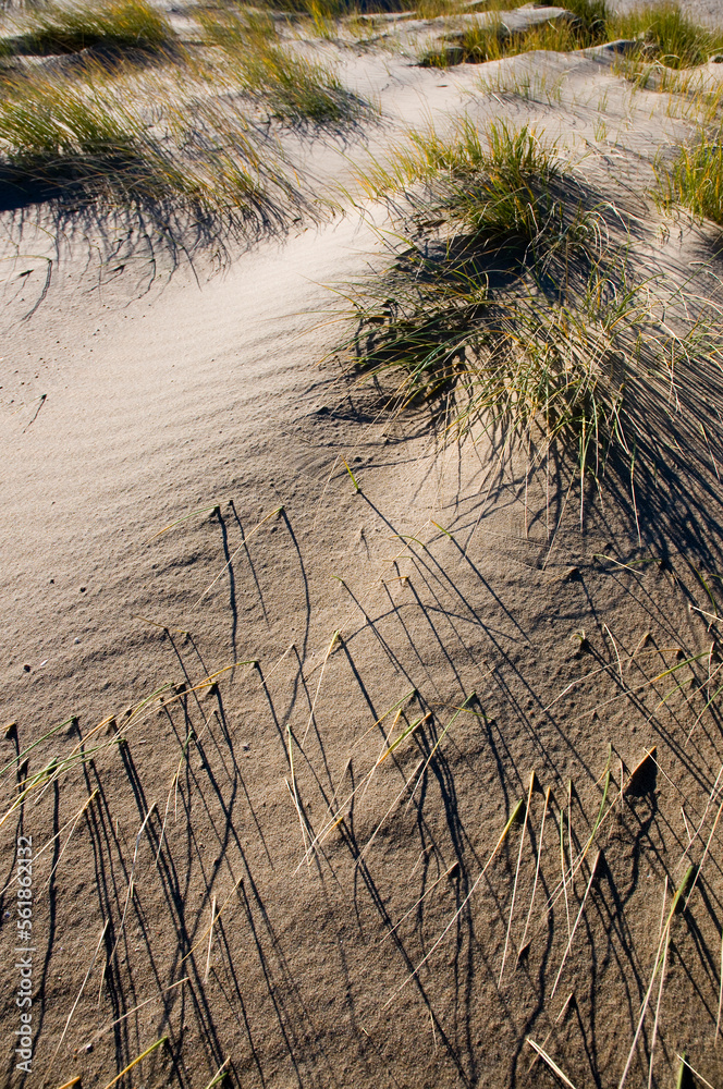 patterns made by grass and wind on a sand dune patterns made by grass and wind on a sand dune
