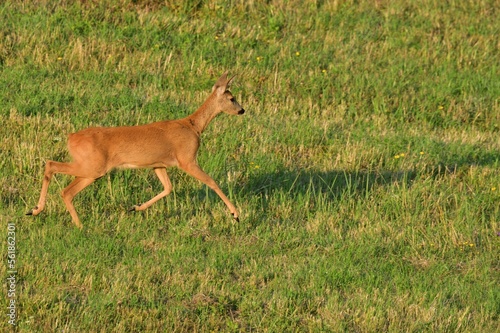 Roe deer jumping in agricultural field 