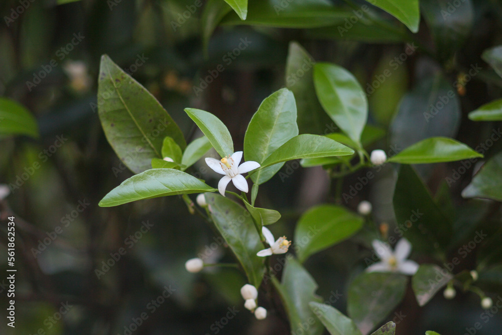 Citrus limon Citrus limon