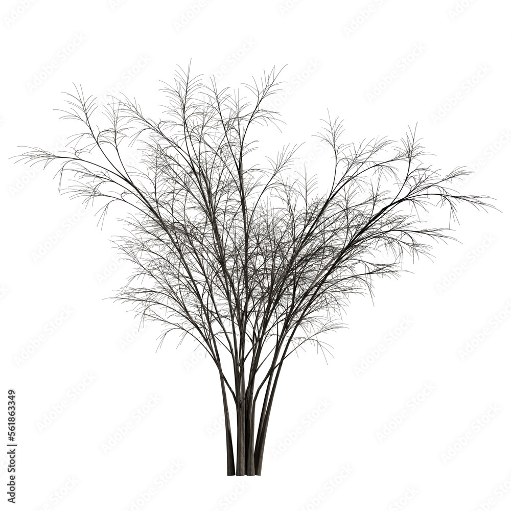 Obraz premium Barberri tree without background