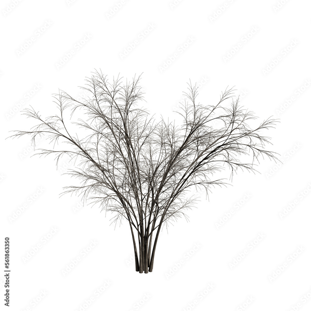 Obraz premium Barberri tree without background 