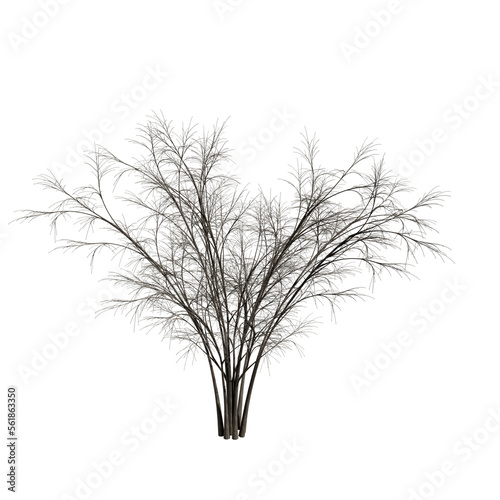Barberri tree  without background	
