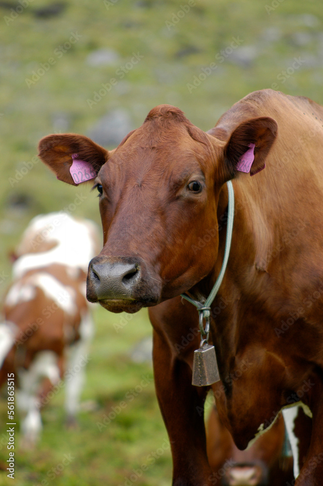 A brown cow with a bell in Norway