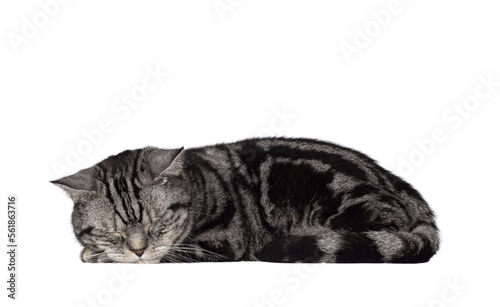 Fototapeta Naklejka Na Ścianę i Meble -  Handsome adult British Shorthair cat, laying down side ways. Eyes closed sleeping on the job. Isolated cutout on a transparent background.