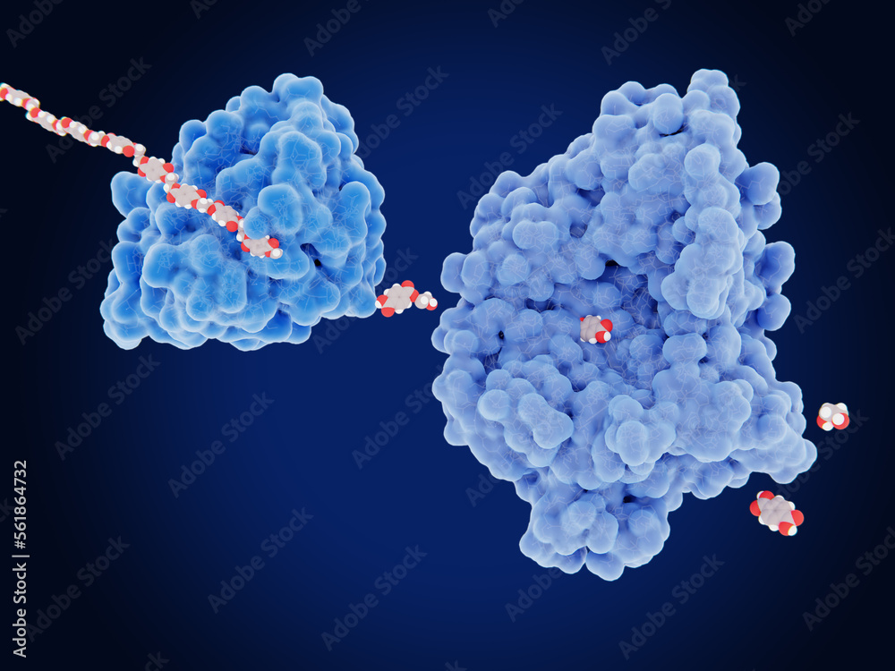 Plastic degrading enzymes PETase and MHETase degrade PET to ethylene