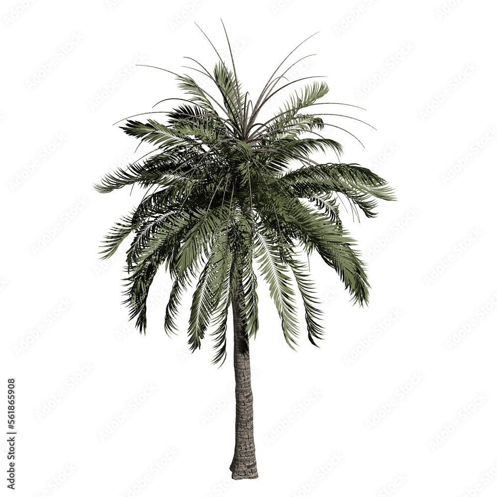 Obraz premium palm tree cut out 