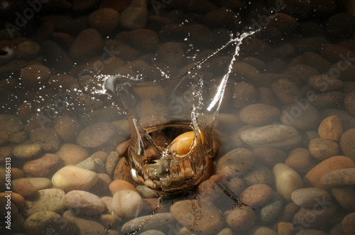 A pebble dropping into a shallow stony pool.