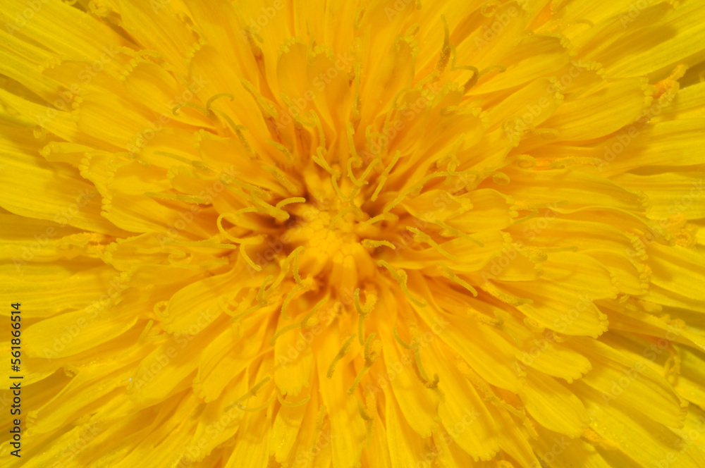 Dandelion (Taraxacum officinale) close up of centre of flower Dandelion (Taraxacum officinale) close up of centre of flower
