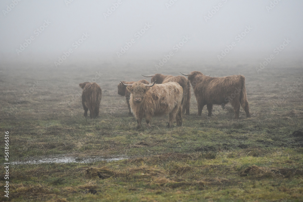 Highland cows grazing in the fields in the fog in autumn. Highland cows grazing in the fields in the fog in autumn.