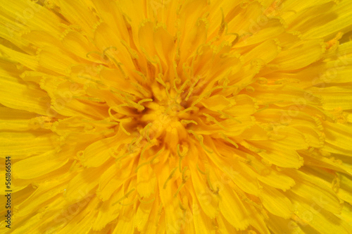 Dandelion  Taraxacum officinale  close up of centre of flower