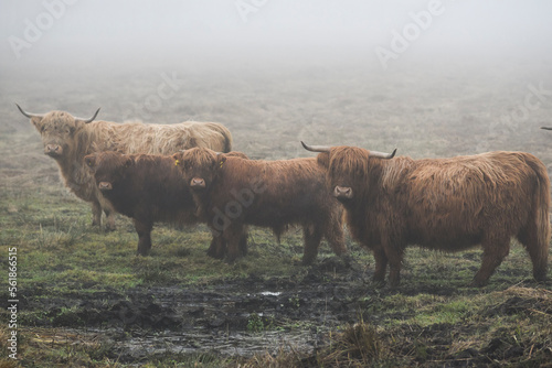 Highland cows grazing in the fields in the fog in autumn.