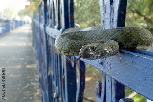 The Aesculapian snake (Zamenis longissimus) is a nonvenomous snake, i is among the largest European snakes. 
Just sunbathing with tongue out on the fence by the lakeside of Balaton in Hungary. photo
