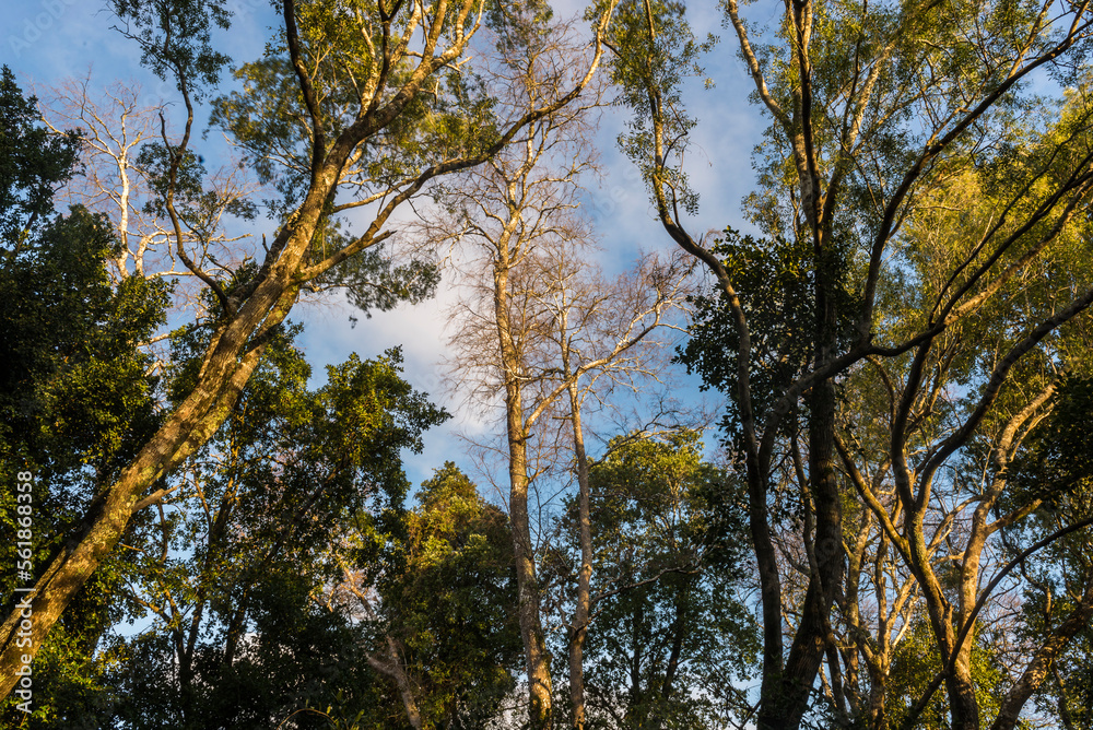 árbol, naturaleza, bosque, cielo, árbol, verde, languidecer, hojas, azul, primavera, sucursal, paisaje, sucursal, hojas, madera, sol, al aire libre, madera, alto, verano, fábrica, abedul, cofres, otoñ árbol, naturaleza, bosque, cielo, árbol, verde, languidecer, hojas, azul, primavera, sucursal, paisaje, sucursal, hojas, madera, sol, al aire libre, madera, alto, verano, fábrica, abedul, cofres, otoñ