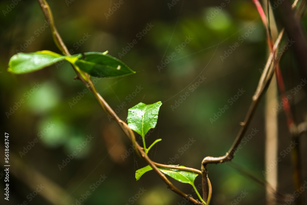 hojas verdes, árbol, hojas, naturaleza, fábrica, hojas, primavera, sucursal, follaje, verano, close-up, aislada, bosque, huerta, color, aumento, close-up, brotar, ambiente, flor, verde, abedul, fresc hojas verdes, árbol, hojas, naturaleza, fábrica, hojas, primavera, sucursal, follaje, verano, close-up, aislada, bosque, huerta, color, aumento, close-up, brotar, ambiente, flor, verde, abedul, fresc