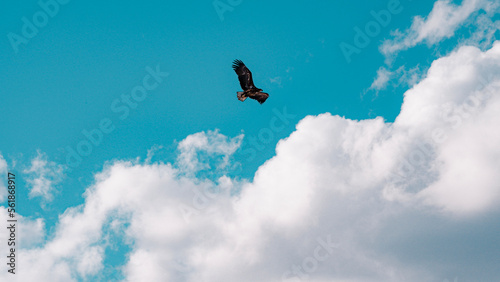 eagle circling around on the sky with clouds