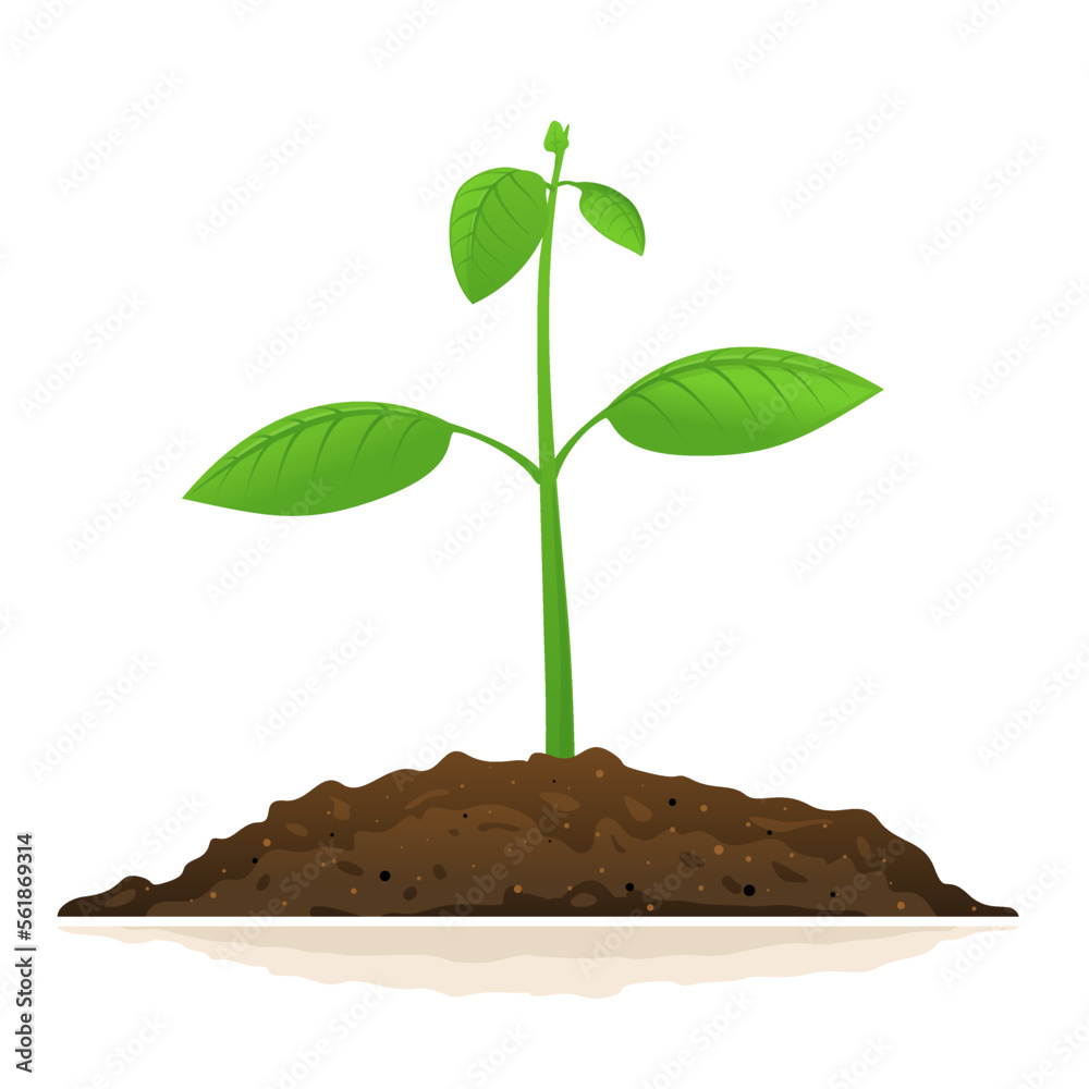 One small green plant with leaves growing in ground isolated, close up growing plants in soil One small green plant with leaves growing in ground isolated, close up growing plants in soil