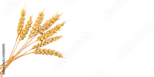 spikelets of wheat isolate on white background. Selection focus.