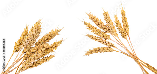 Fotografia spikelets of wheat isolate on white background. Selection focus.