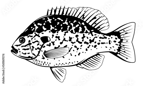 One pumpkinseed sunfish in side view with big fins and with spots in black and white color, isolated