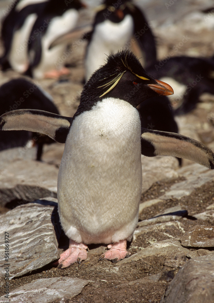 Naklejka premium Gorfou sauteur,.Eudyptes chrysocome, Southern Rockhopper Penguin, Iles Falkland, Malouines