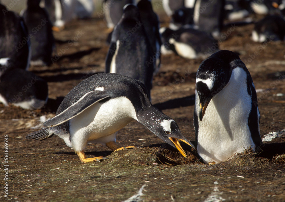 Fototapeta premium Manchot papou,.Pygoscelis papua, Gentoo Penguin , Iles Falkland, Malouines