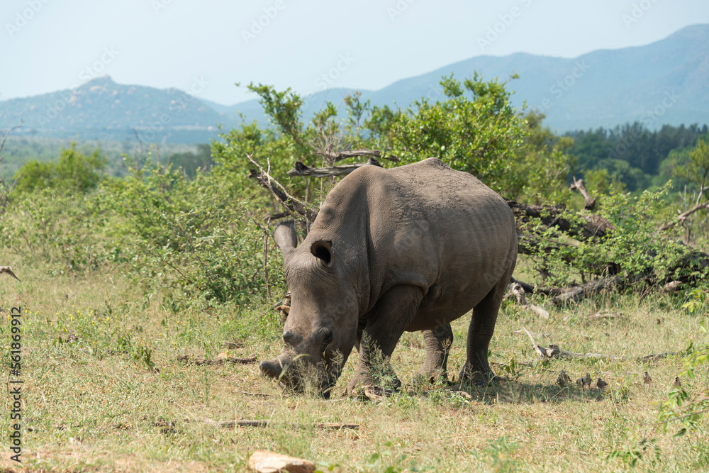 Obraz premium Rhinocéros blanc, corne coupée, white rhino, Ceratotherium simum, Parc national Kruger, Afrique du Sud