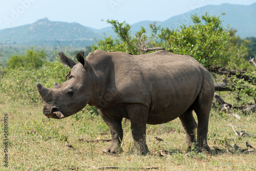 Rhinocéros blanc, corne coupée, white rhino, Ceratotherium simum, Parc national Kruger, Afrique du Sud