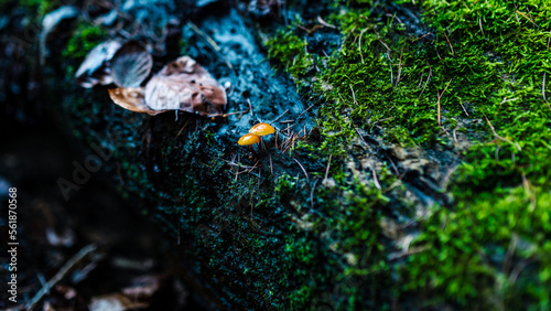 Two tiny yellow mushrooms on moss-covered dead wood