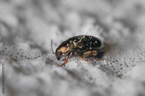 young and small 2 mm beetle Crepidodera aurata on the wall
