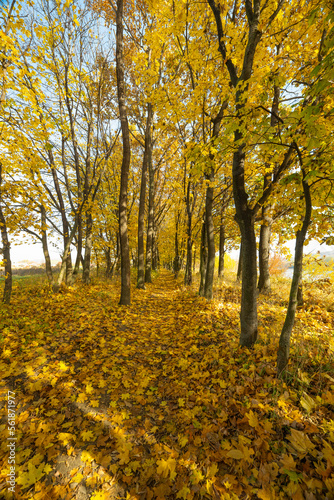 autumn landscape of autumn leaves