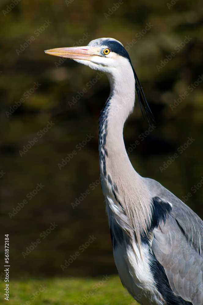 Obraz premium Ardea cinerea, the grey heron, close up of head