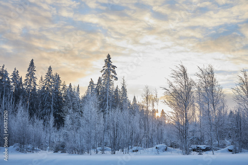 Pine trees covered with snow on a frosty day winter panorama.