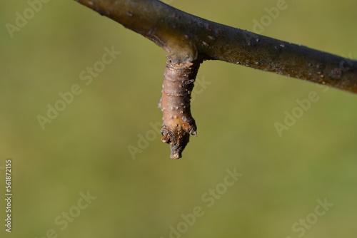 Japanese pear branch with buds