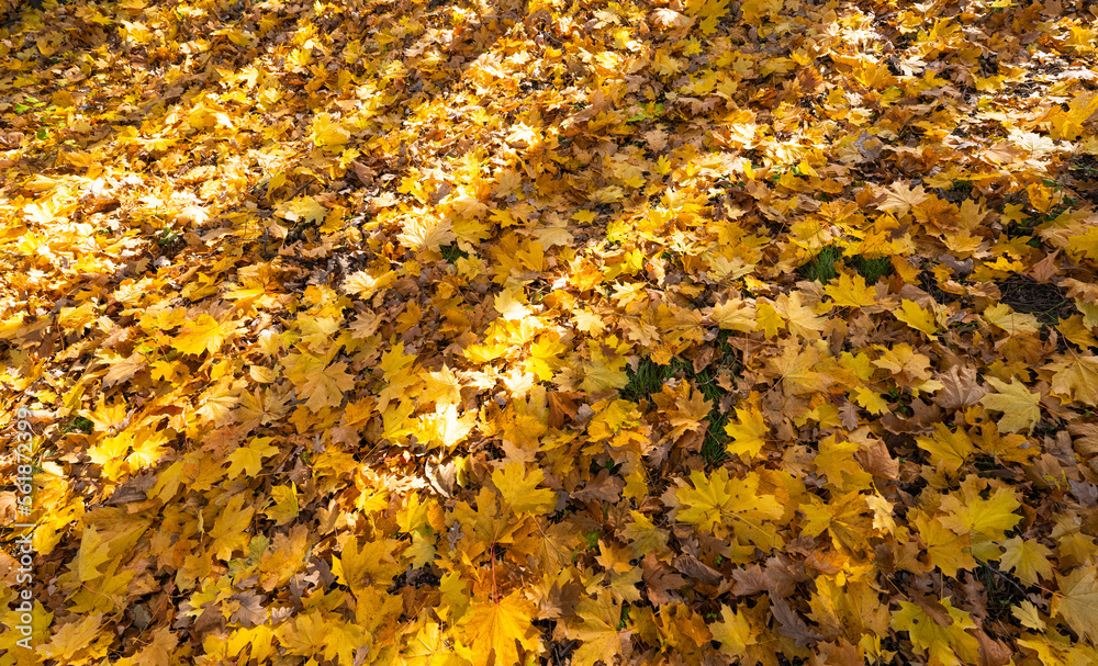 autumn landscape of autumn leaves autumn landscape of autumn leaves