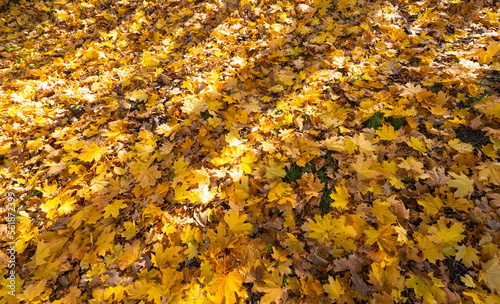autumn landscape of autumn leaves